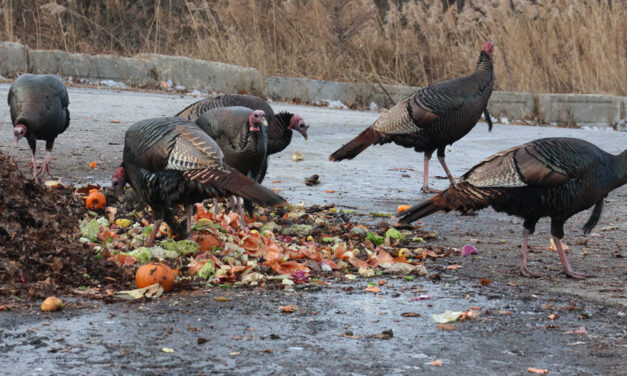 Turkeys are happy participants in recycling