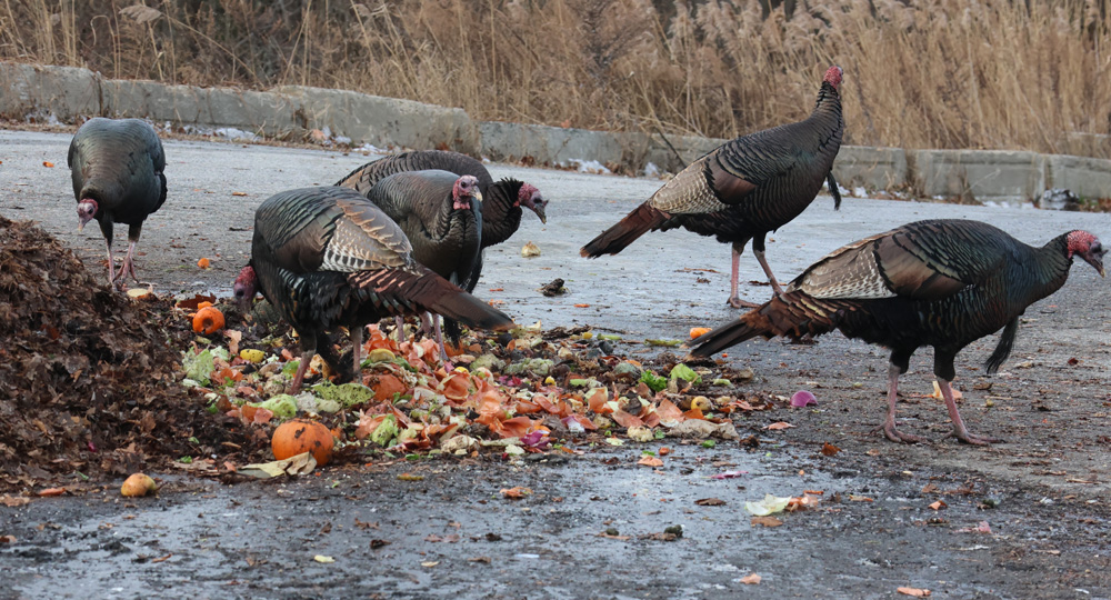 Turkeys are happy participants in recycling