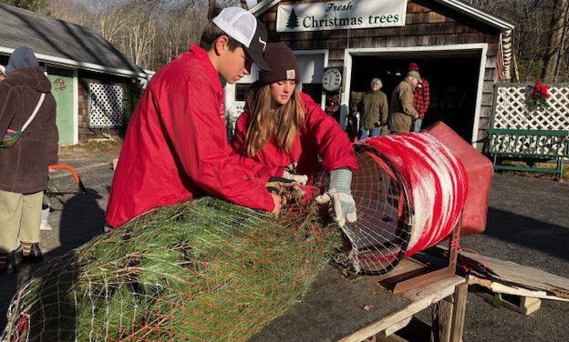 Likin’ Litchfield: Gilberts still selling trees