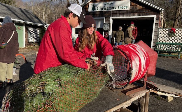 Likin’ Litchfield: Gilberts still selling trees