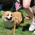 Pet parade an Independence Day tradition
