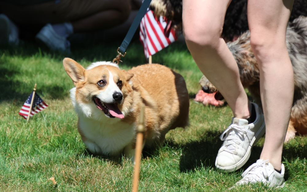 Pet parade an Independence Day tradition