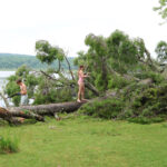 Storm topples landmark pine in Goshen