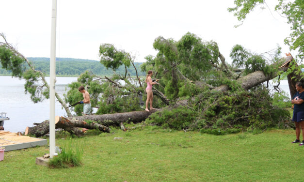 Storm topples landmark pine in Goshen