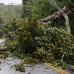 Maple Street closed after tree topples