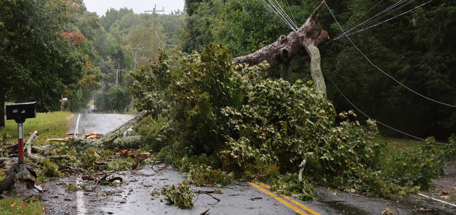 Maple Street closed after tree topples